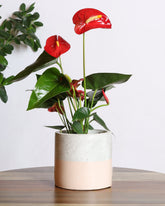 Anthurium plant with red flowers